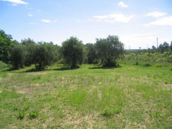 terreno agricolo in vendita a Piombino in zona Fiorentina