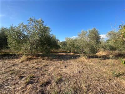 terreno agricolo in vendita a Piombino