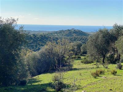 terreno agricolo in vendita a Piombino
