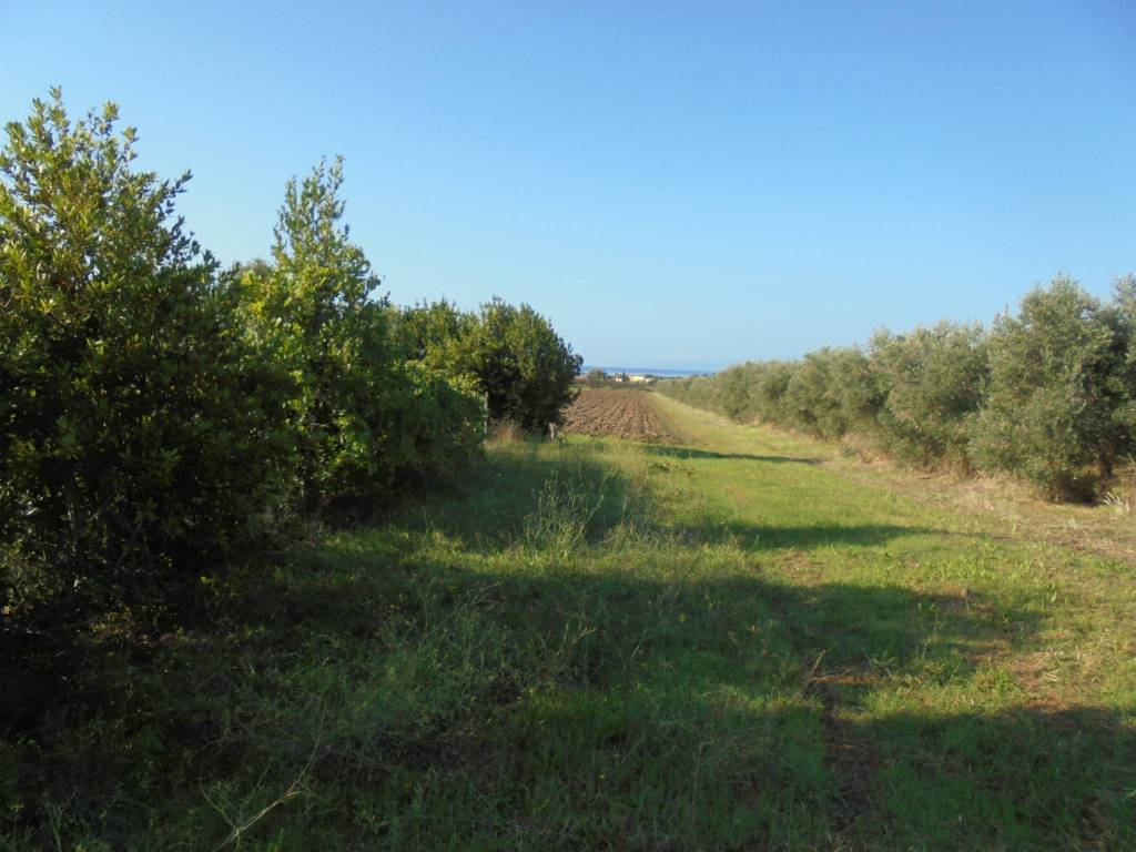 terreno agricolo in vendita a Piombino
