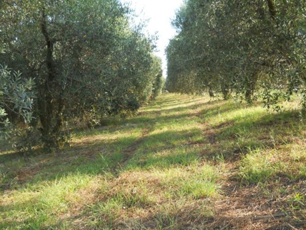 terreno agricolo in vendita a Piombino