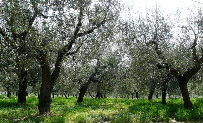 terreno agricolo in vendita a Piombino