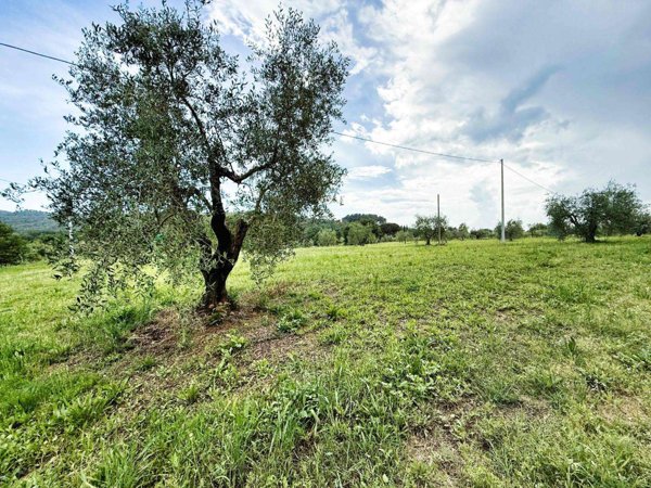 terreno agricolo in vendita a Piombino