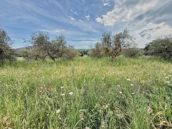 terreno agricolo in vendita a Piombino