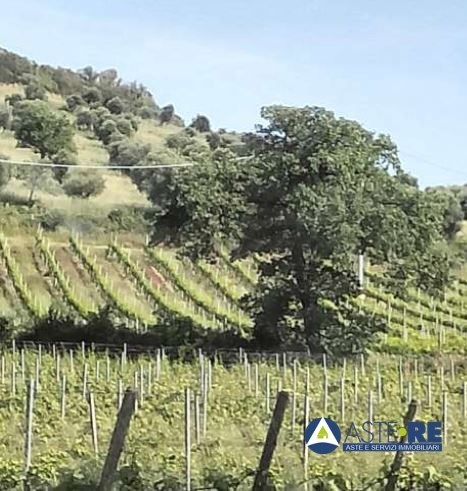 terreno agricolo in vendita a Piombino
