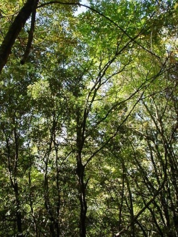 terreno agricolo in vendita a Piombino