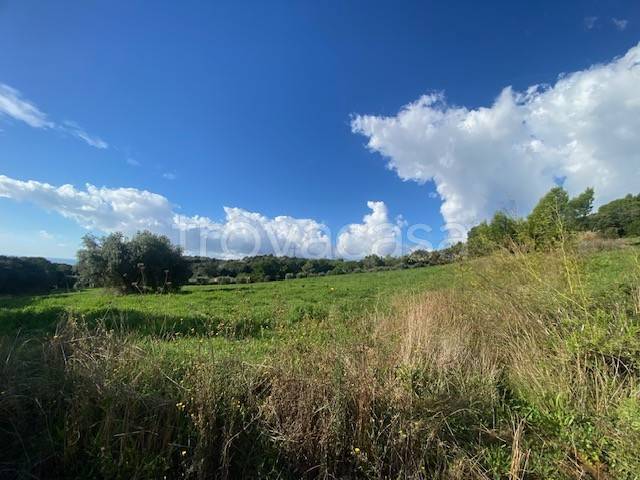 terreno agricolo in vendita a Piombino