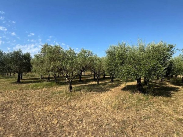 terreno agricolo in vendita a Piombino