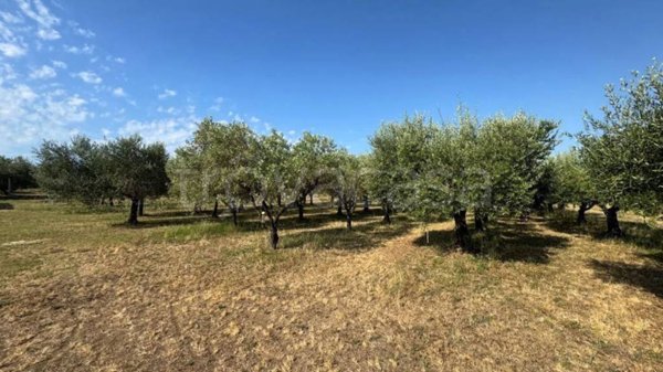 terreno agricolo in vendita a Piombino