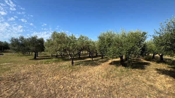 terreno agricolo in vendita a Piombino