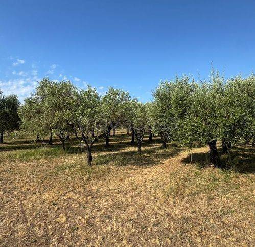 terreno agricolo in vendita a Piombino
