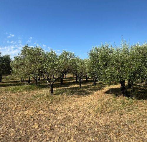 terreno agricolo in vendita a Piombino