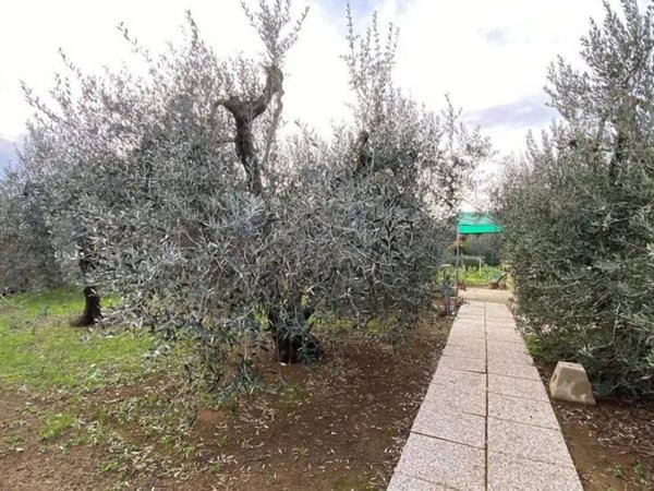 terreno agricolo in vendita a Piombino