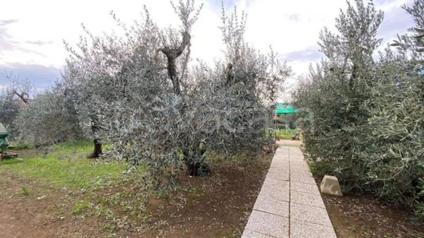 terreno agricolo in vendita a Piombino