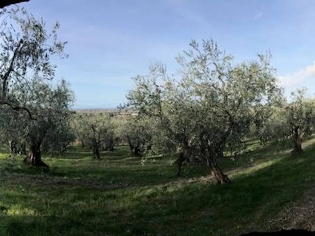 terreno agricolo in vendita a Piombino