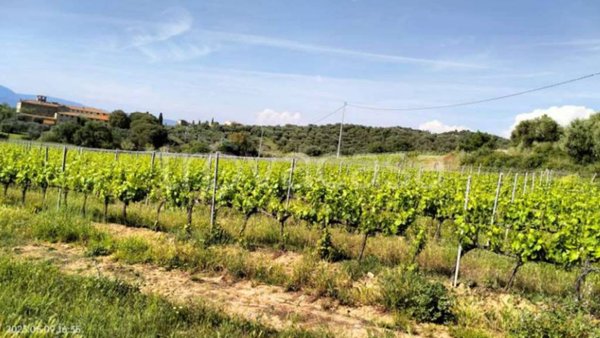 terreno agricolo in vendita a Piombino