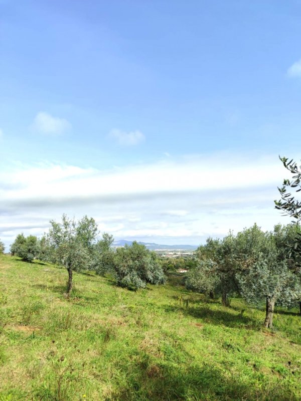 appartamento in vendita a Piombino