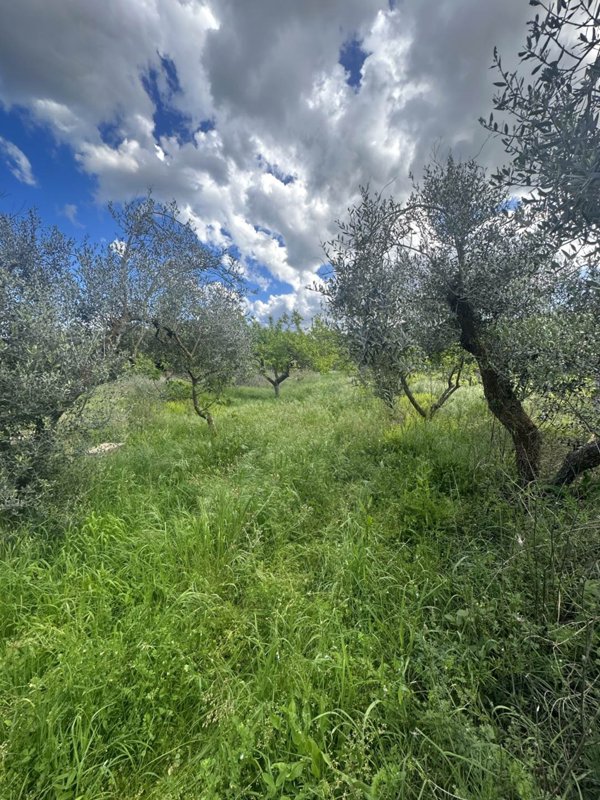 terreno agricolo in vendita a Piombino in zona Baratti