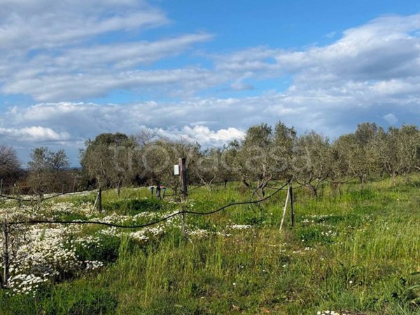 terreno agricolo in vendita a Piombino
