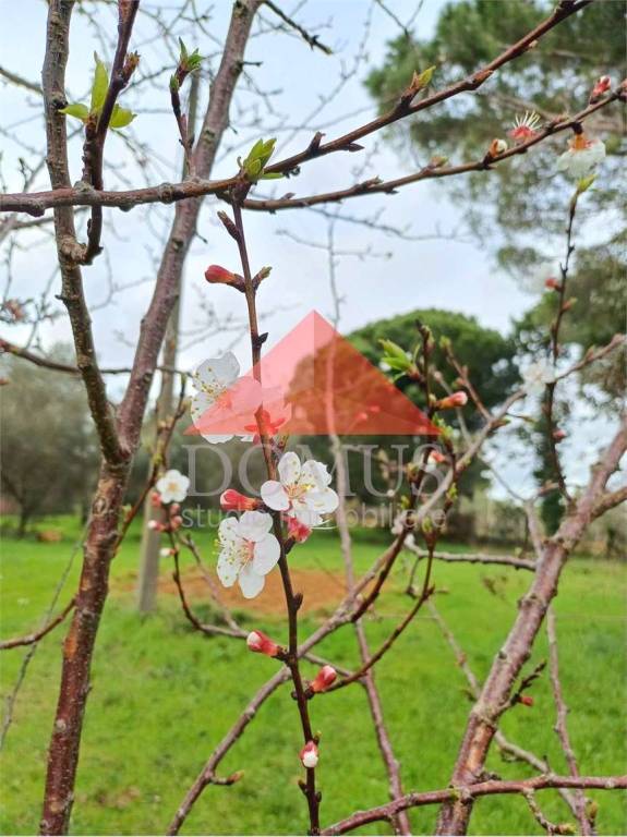 terreno agricolo in vendita a Piombino