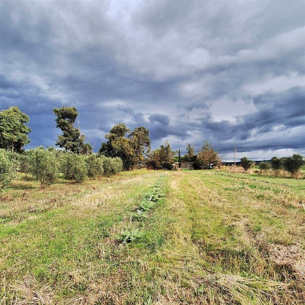 terreno agricolo in vendita a Piombino