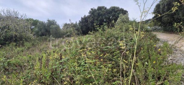 terreno agricolo in vendita a Piombino