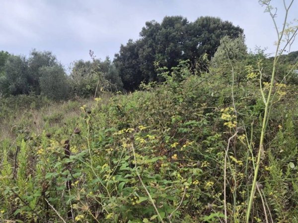 terreno agricolo in vendita a Piombino