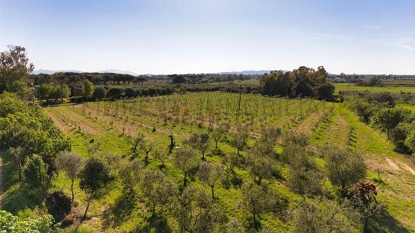 terreno agricolo in vendita a Piombino
