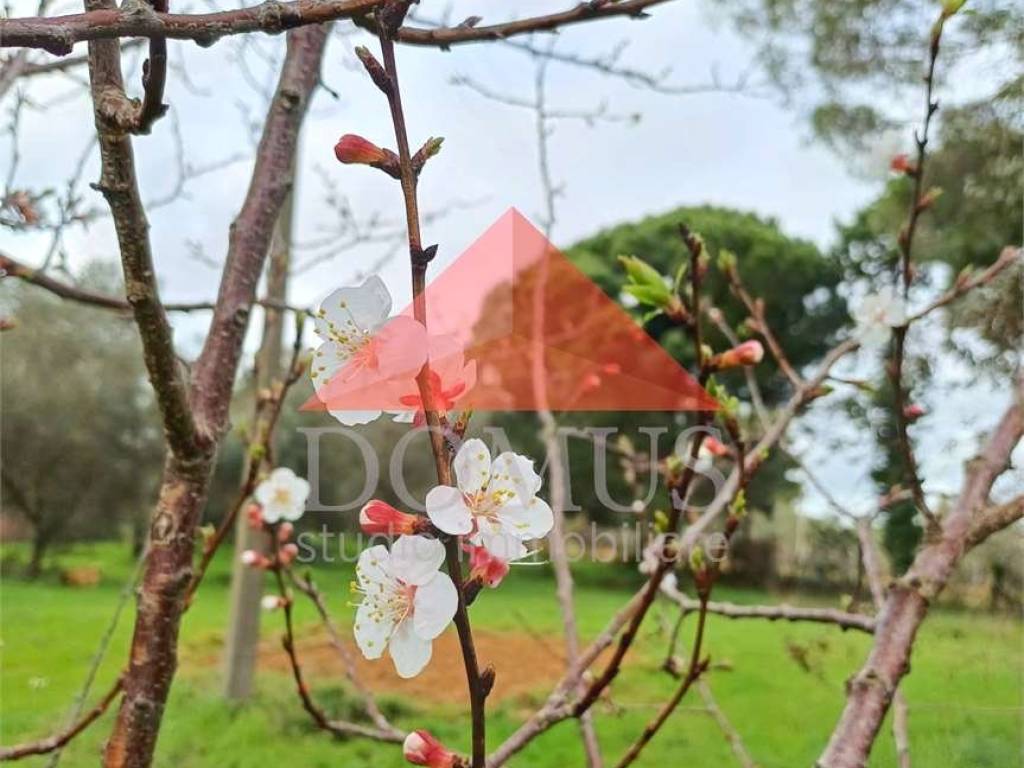 terreno agricolo in vendita a Piombino