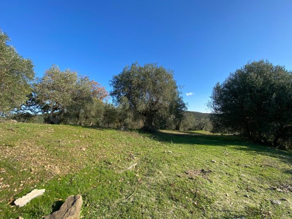 terreno agricolo in vendita a Piombino