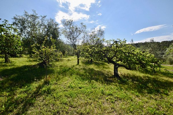 terreno agricolo in vendita a Piombino