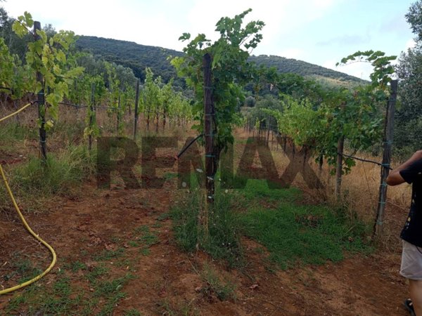 terreno agricolo in vendita a Piombino in zona Gagno