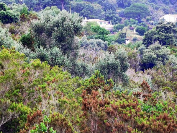 terreno agricolo in vendita a Portoferraio in zona Valle di Lazzaro