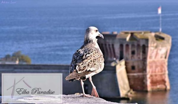 appartamento in vendita a Portoferraio in zona Viticcio
