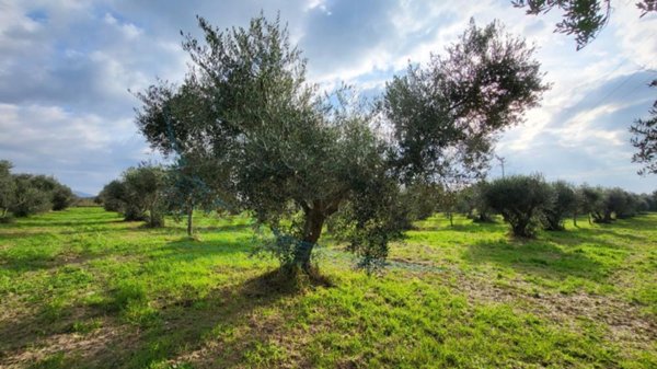 terreno agricolo in vendita a Rosignano Marittimo in zona Vada