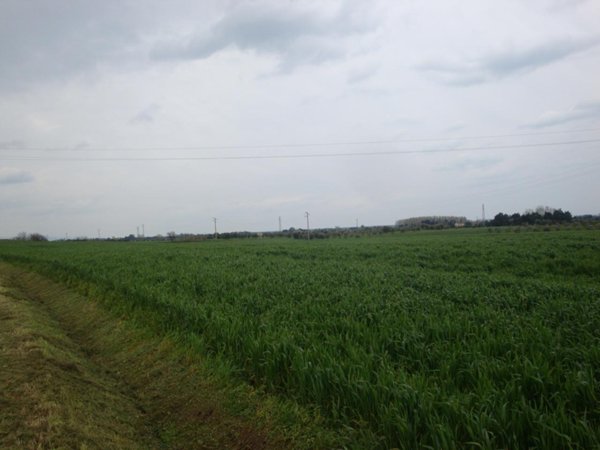 appartamento in vendita a Rosignano Marittimo in zona Vada