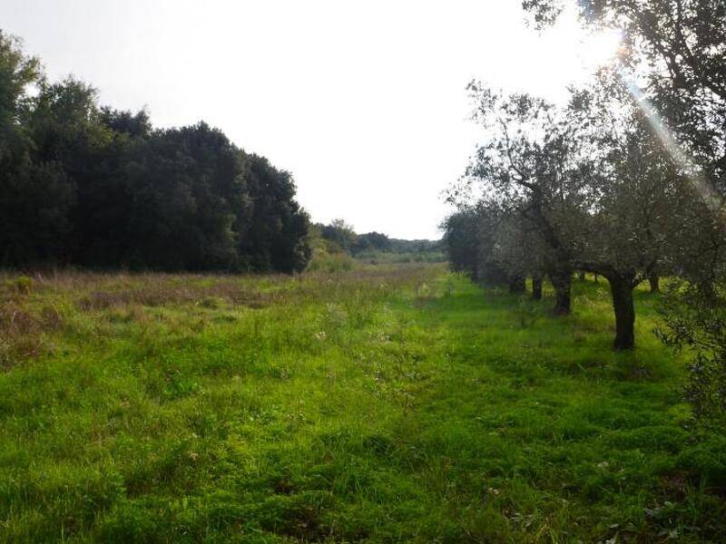 terreno agricolo in vendita a Rosignano Marittimo in zona Castiglioncello