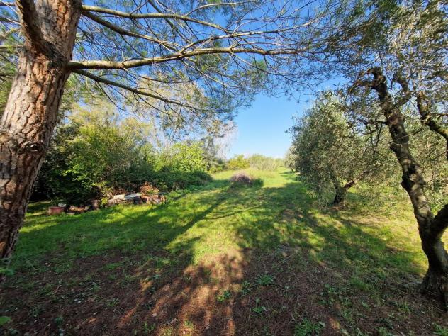terreno agricolo in vendita a Rosignano Marittimo in zona Vada