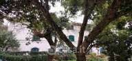 appartamento in vendita a Rosignano Marittimo in zona Castiglioncello