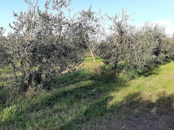 terreno agricolo in vendita a Rosignano Marittimo in zona Rosignano Solvay