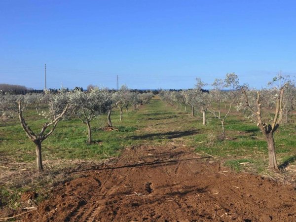 terreno agricolo in vendita a Rosignano Marittimo in zona Vada