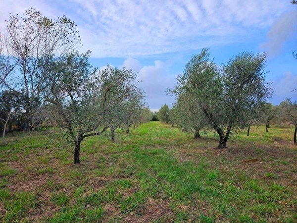 terreno agricolo in vendita a Rosignano Marittimo in zona Vada