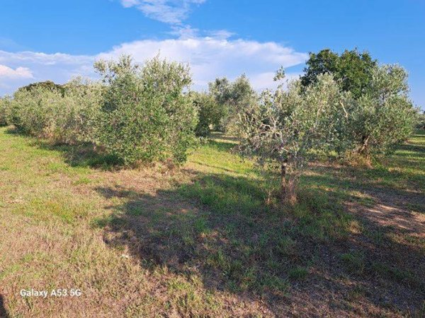 terreno agricolo in vendita a Rosignano Marittimo in zona Vada