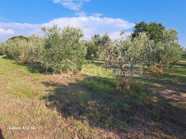 terreno agricolo in vendita a Rosignano Marittimo in zona Vada