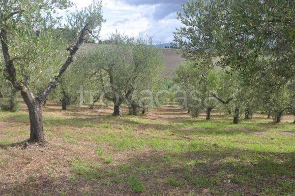 terreno agricolo in vendita a Rosignano Marittimo
