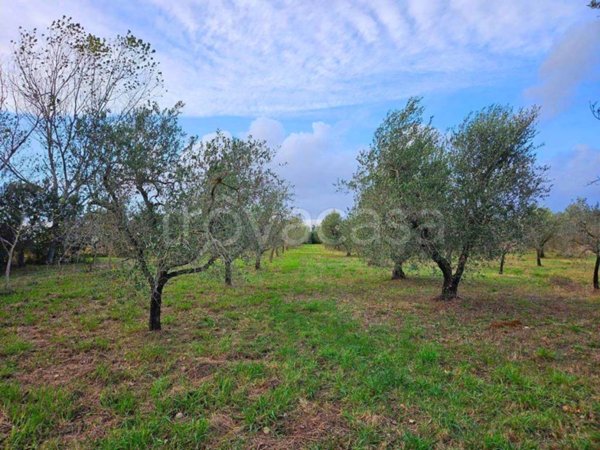 terreno agricolo in vendita a Rosignano Marittimo in zona Vada