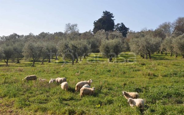terreno agricolo in vendita a Rosignano Marittimo in zona Rosignano Solvay