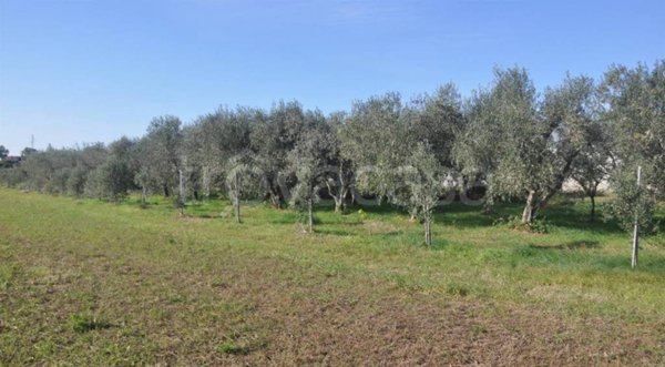 terreno agricolo in vendita a Rosignano Marittimo in zona Vada