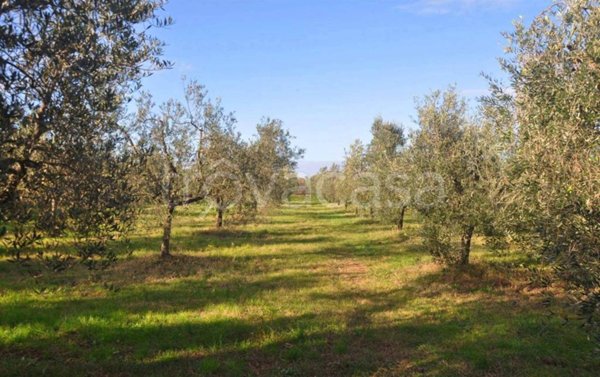 terreno agricolo in vendita a Rosignano Marittimo in zona Vada