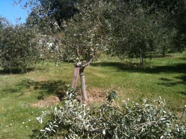 terreno agricolo in vendita a Rosignano Marittimo in zona Vada